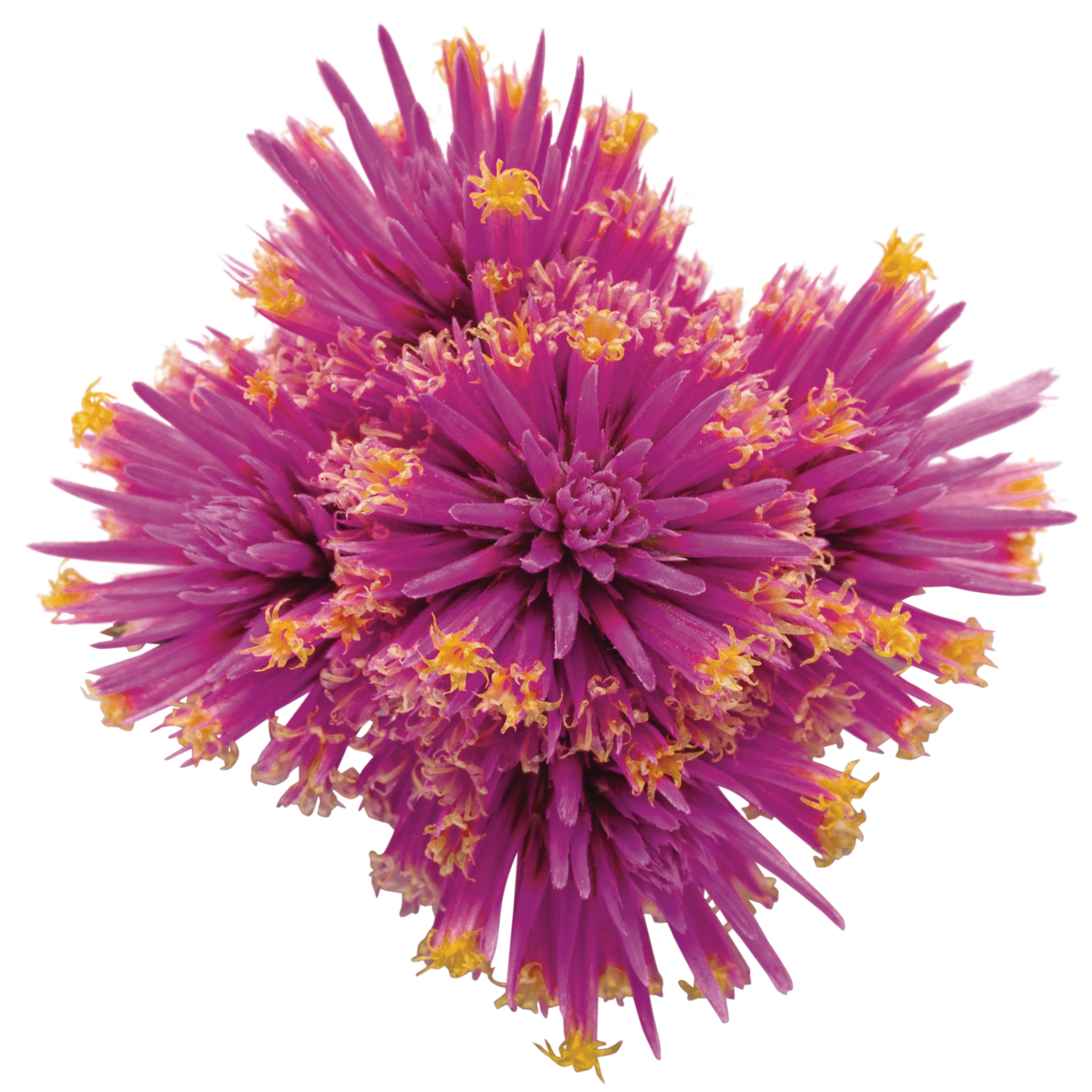 Truffula Pink Globe Amaranth in macro.