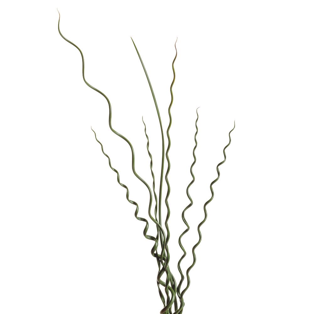 Graceful Grasses® Curly Wurly Corkscrew Rush (Juncus effusus)