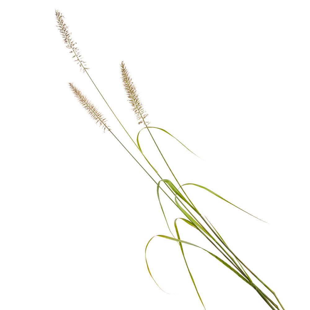 Prairie Winds® 'Lemon Squeeze' Fountain Grass (Pennisetum alopecuroides)