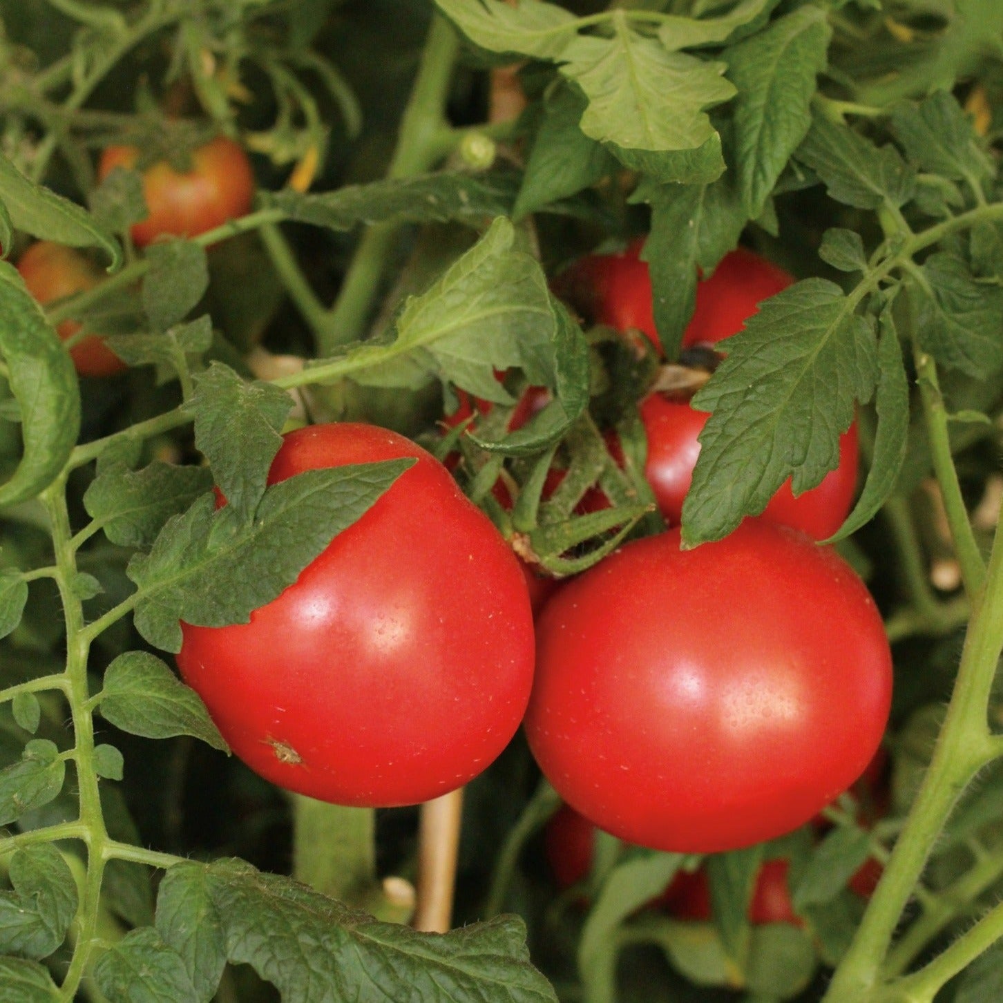 Garden to Table Plants|Lycopersicon - Tempting Tomatoes 'Garden Treasure' 1