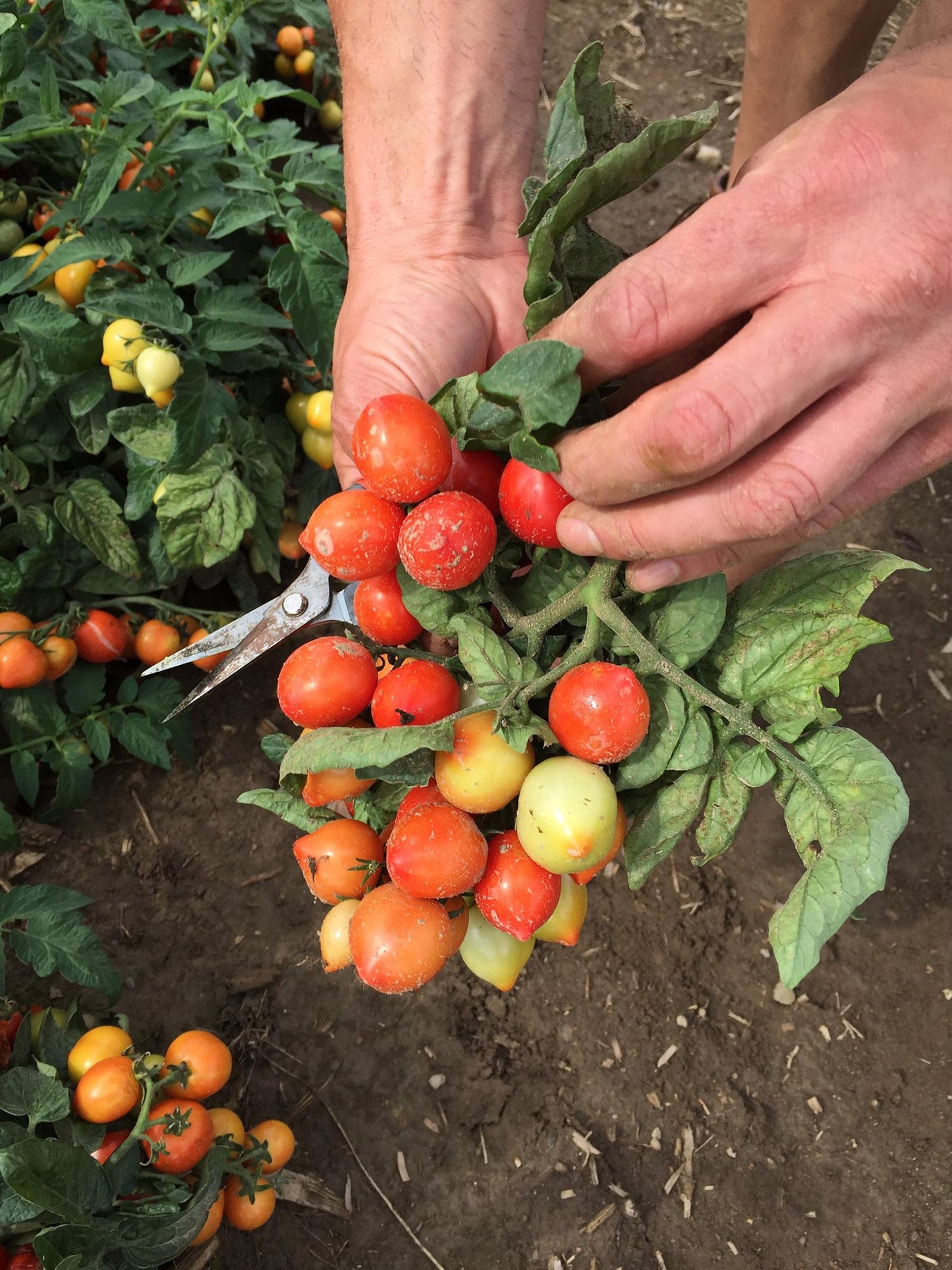 Garden to Table Plants|Lycopersicon - Tempting Tomatoes 'Goodhearted' 3
