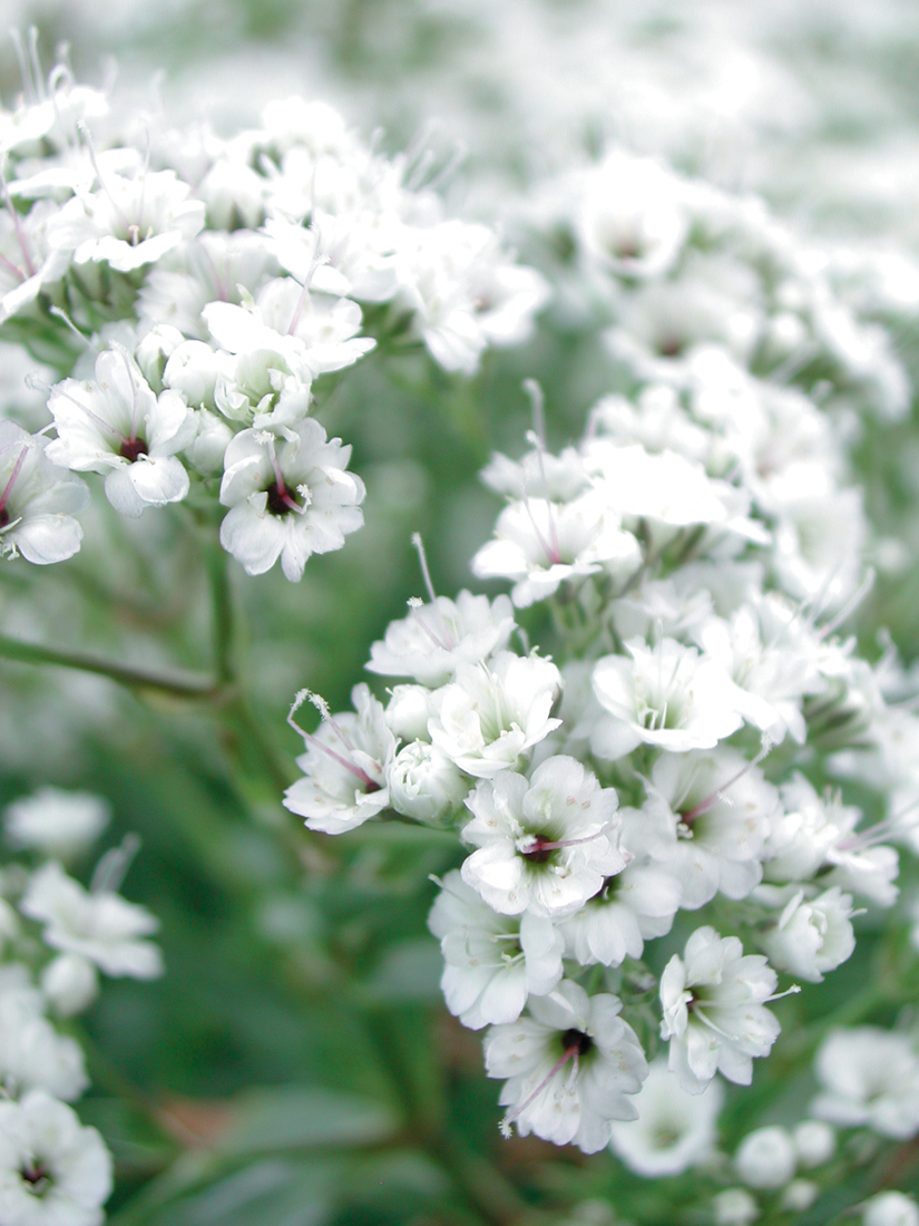 Festival Star® Hardy Baby's Breath (Gypsophila paniculata)