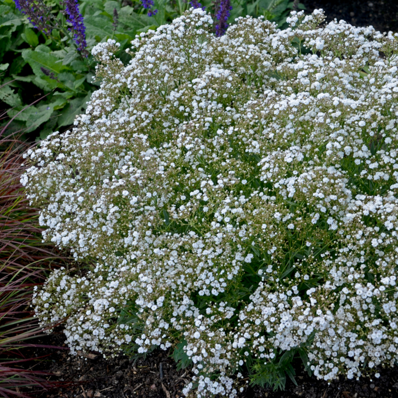 Festival Star® Hardy Baby's Breath (Gypsophila paniculata)