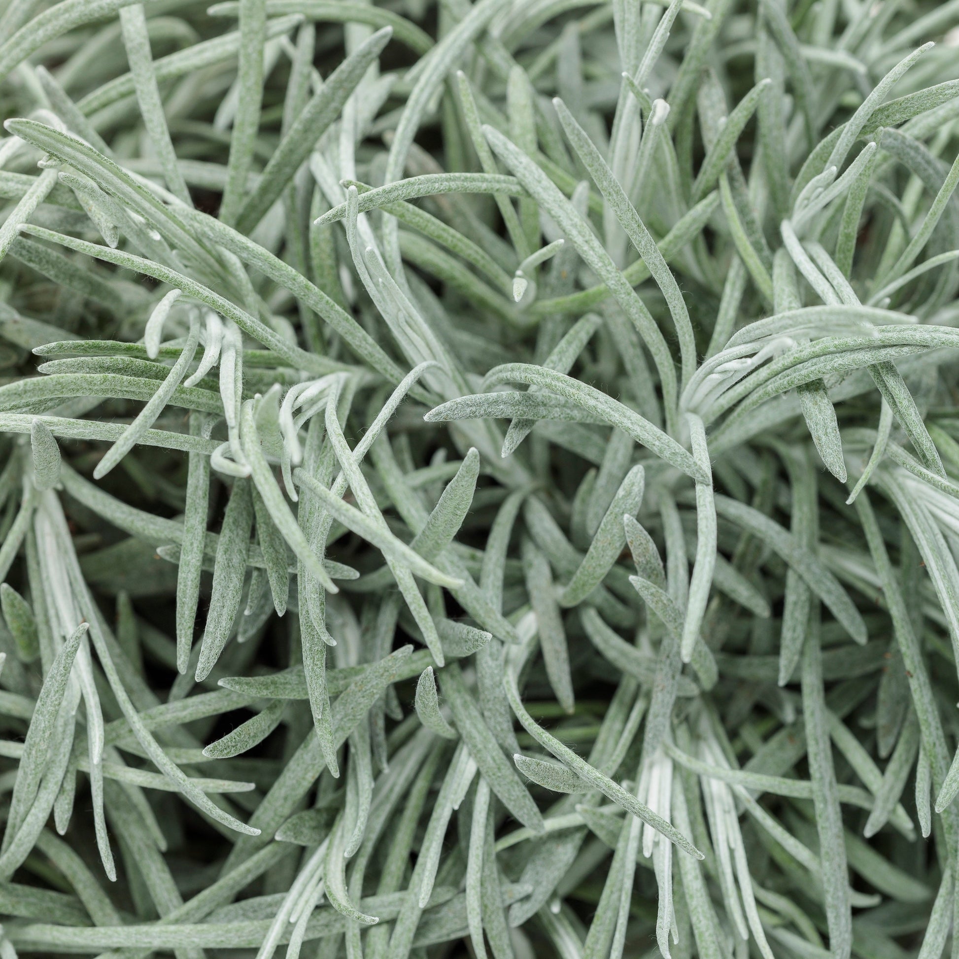 Icicles Licorice Plant up close.