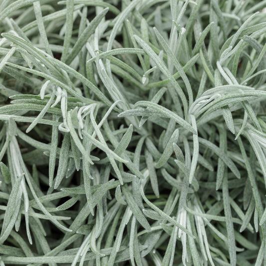 Icicles Licorice Plant up close.