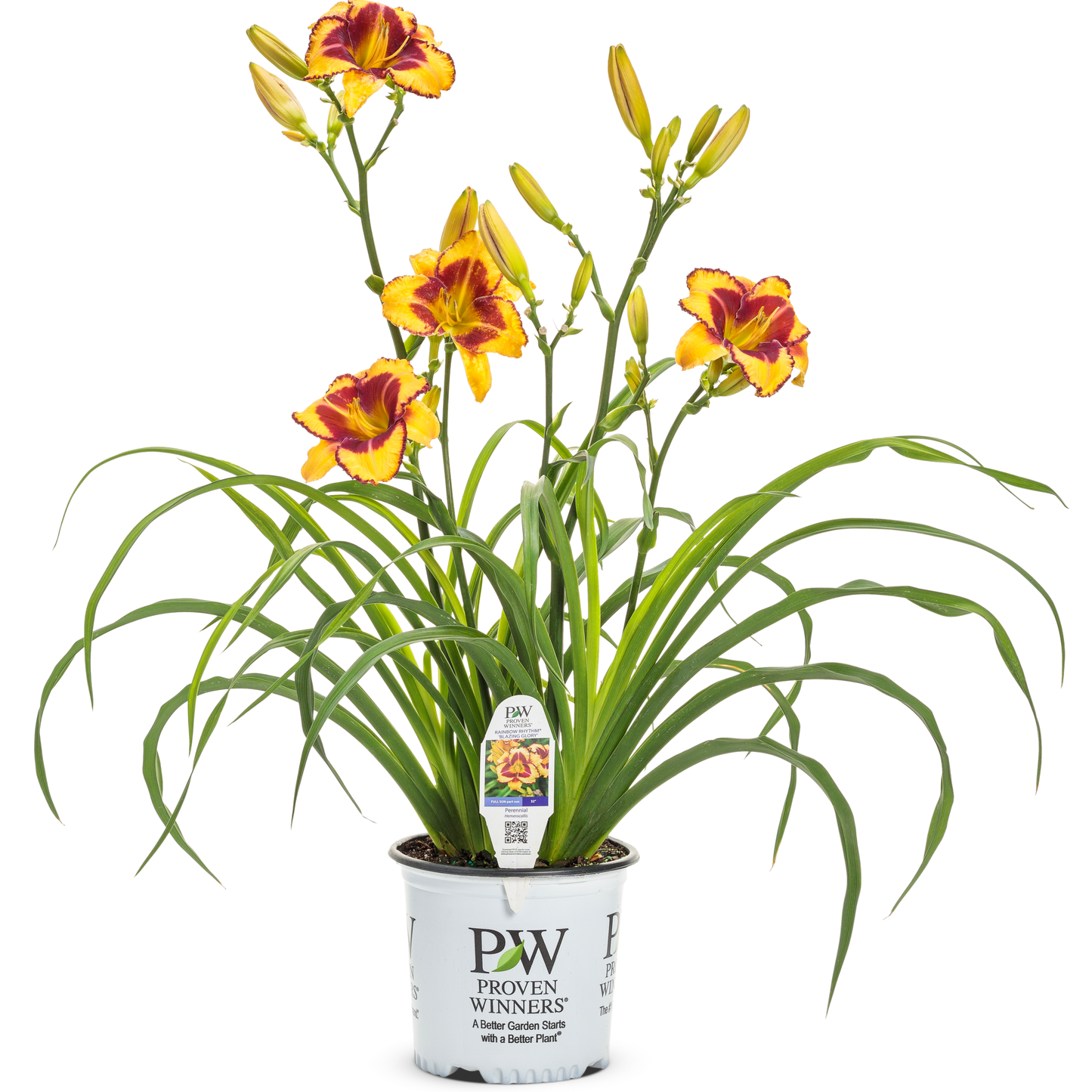 Rainbow Rhythm® 'Blazing Glory' Daylily (Hemerocallis hybrid)