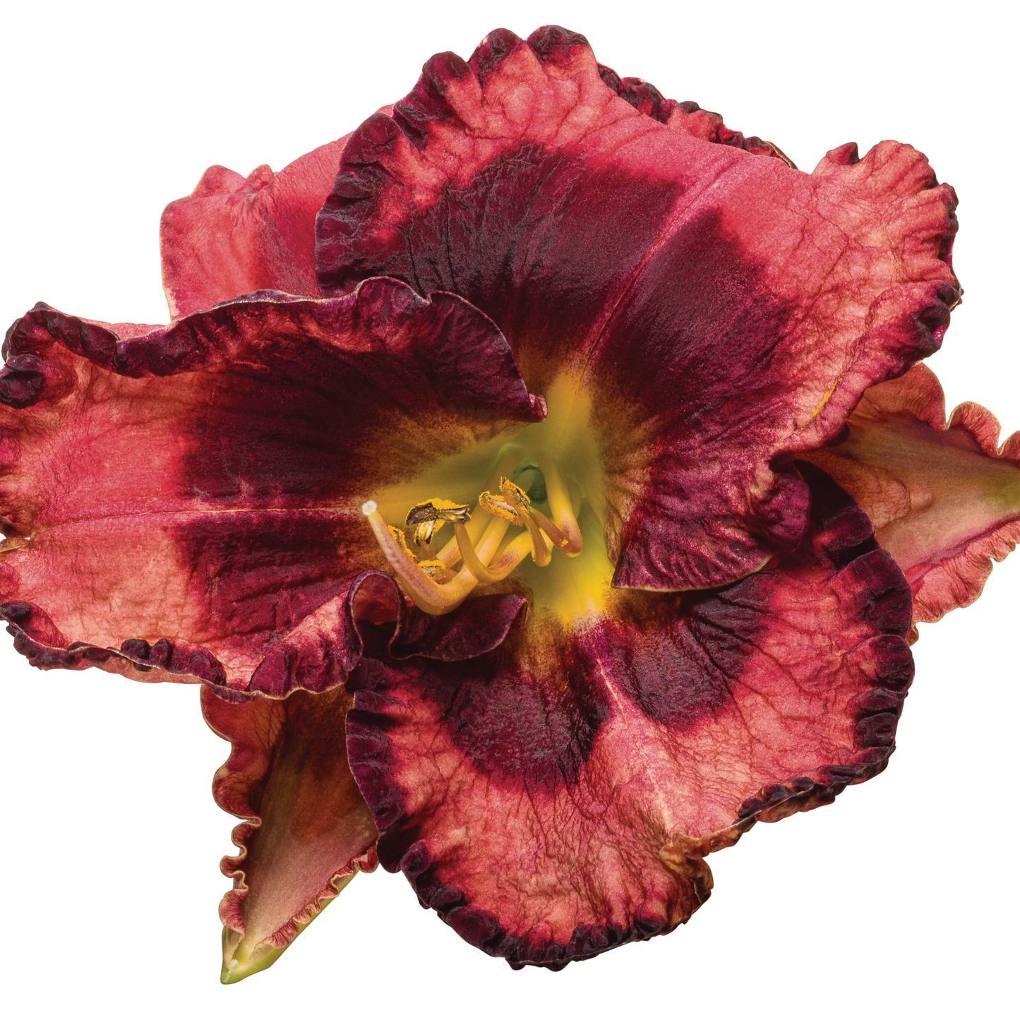 Rainbow Rhythm® 'Storm Shelter' Daylily (Hemerocallis hybrid)