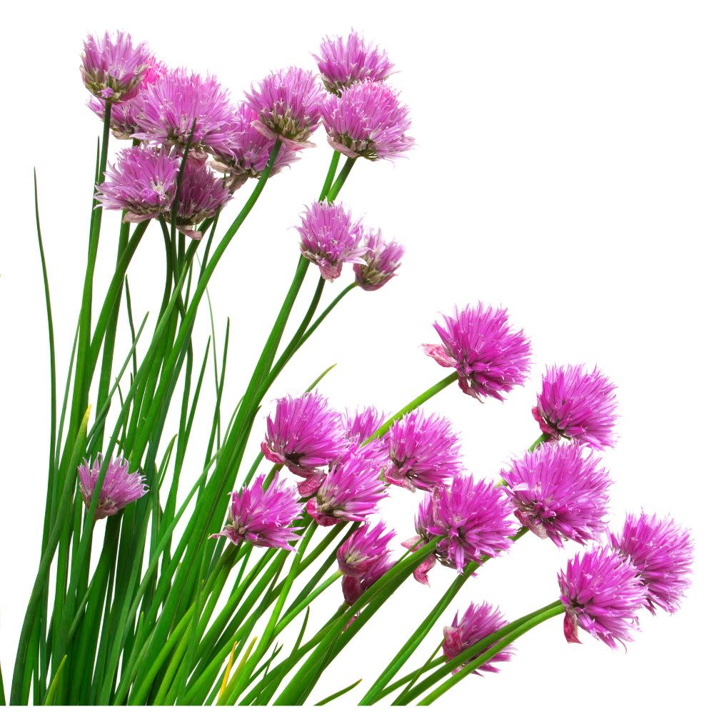 Proven Selections® Medium Chives (Allium schoenoprasum)
