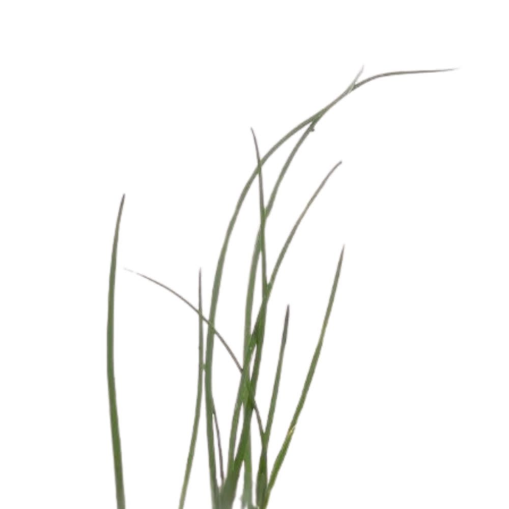 Proven Selections® Medium Chives (Allium schoenoprasum)