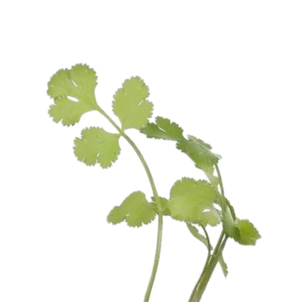 Proven Selections® Slow Bolt Cilantro Coriander (Coriandrum sativum)