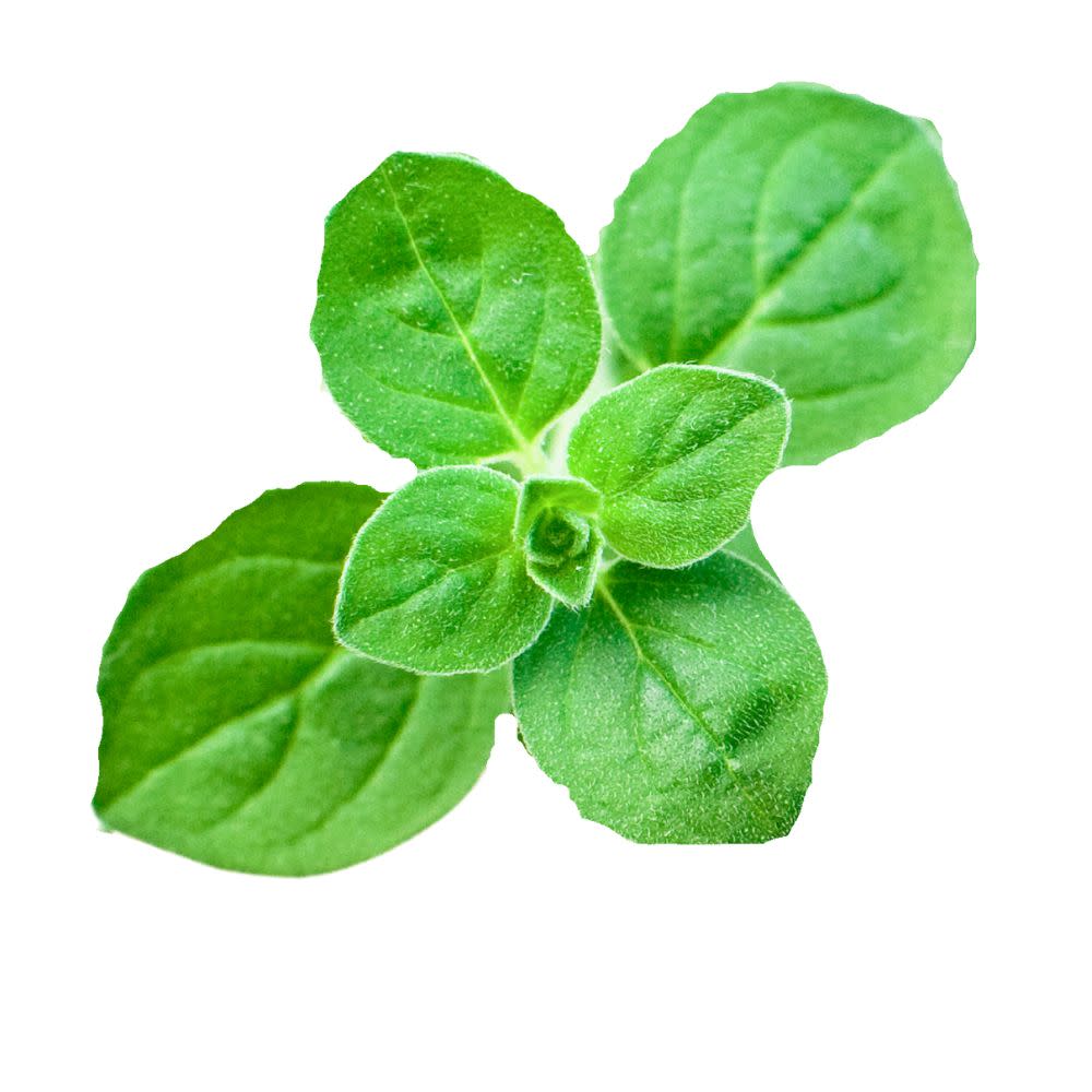 Proven Selections® Greek Oregano (Origanum vulgare)