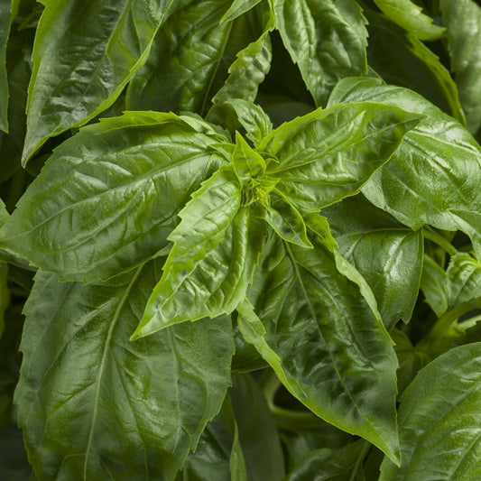 Amazel Basil Sweet Italian Basil up close.