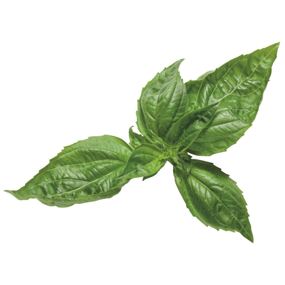 Amazel Basil® Sweet Italian Basil (Ocimum hybrid)