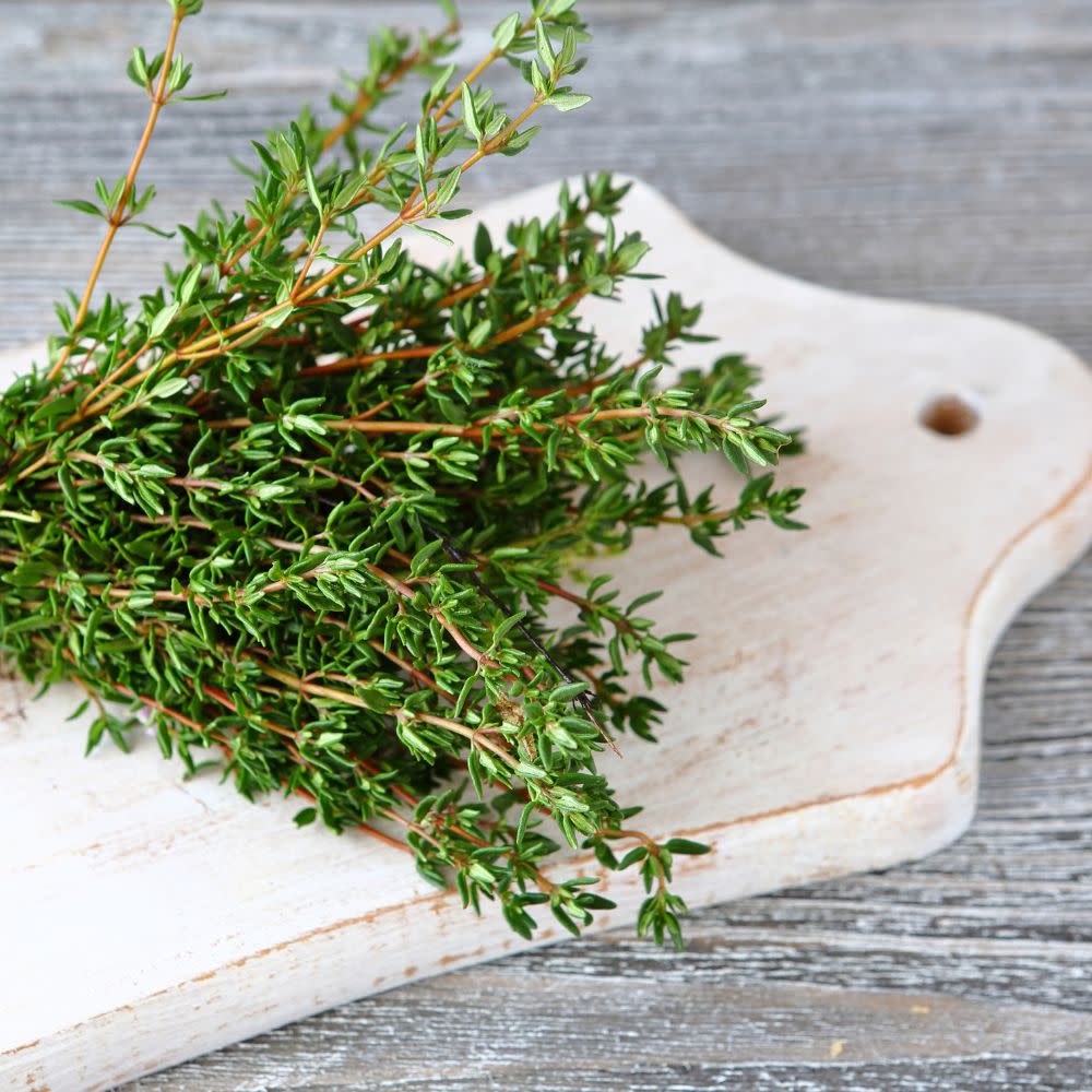 Proven Selections® Aromatic Thyme (Thymus odoratissimus)