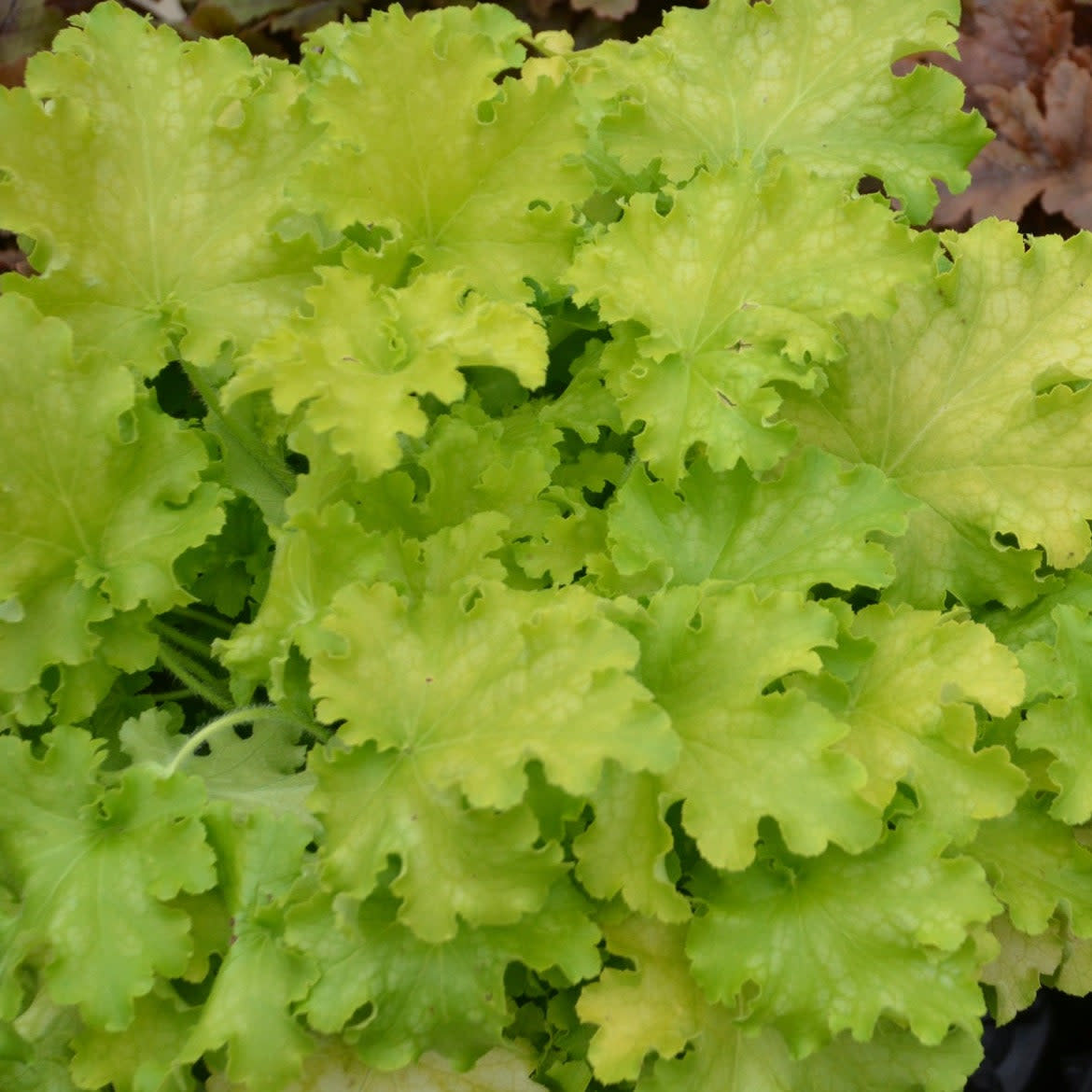 Dolce 'Apple Twist' Coral Bells up close.