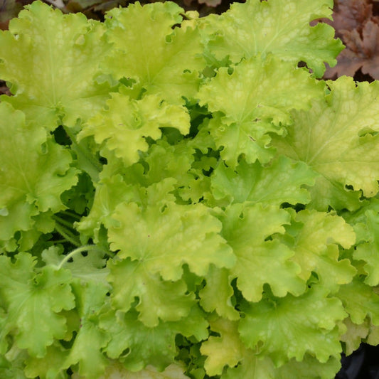 Dolce 'Apple Twist' Coral Bells up close.