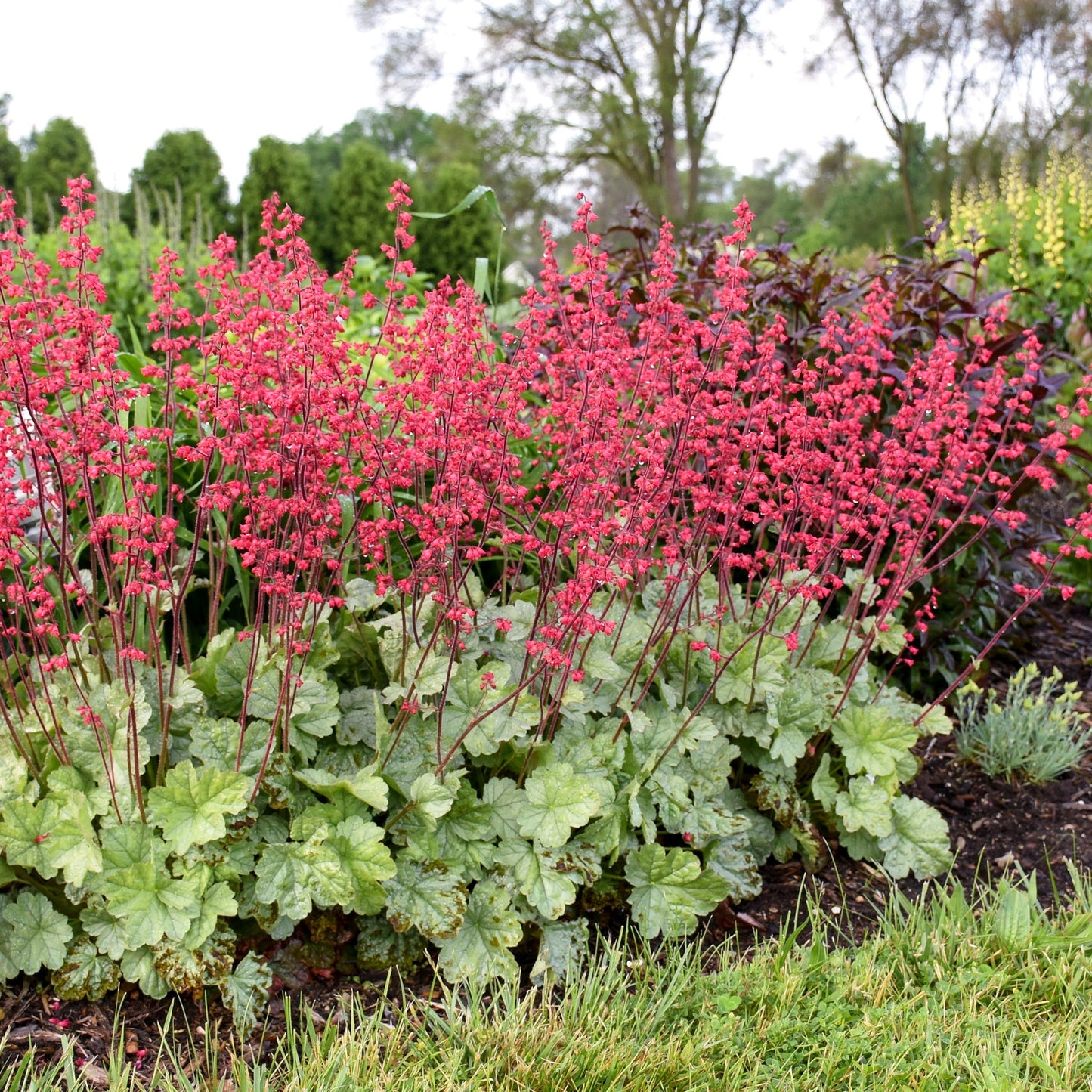 Dolce 'Spearmint' Coral Bells in use.