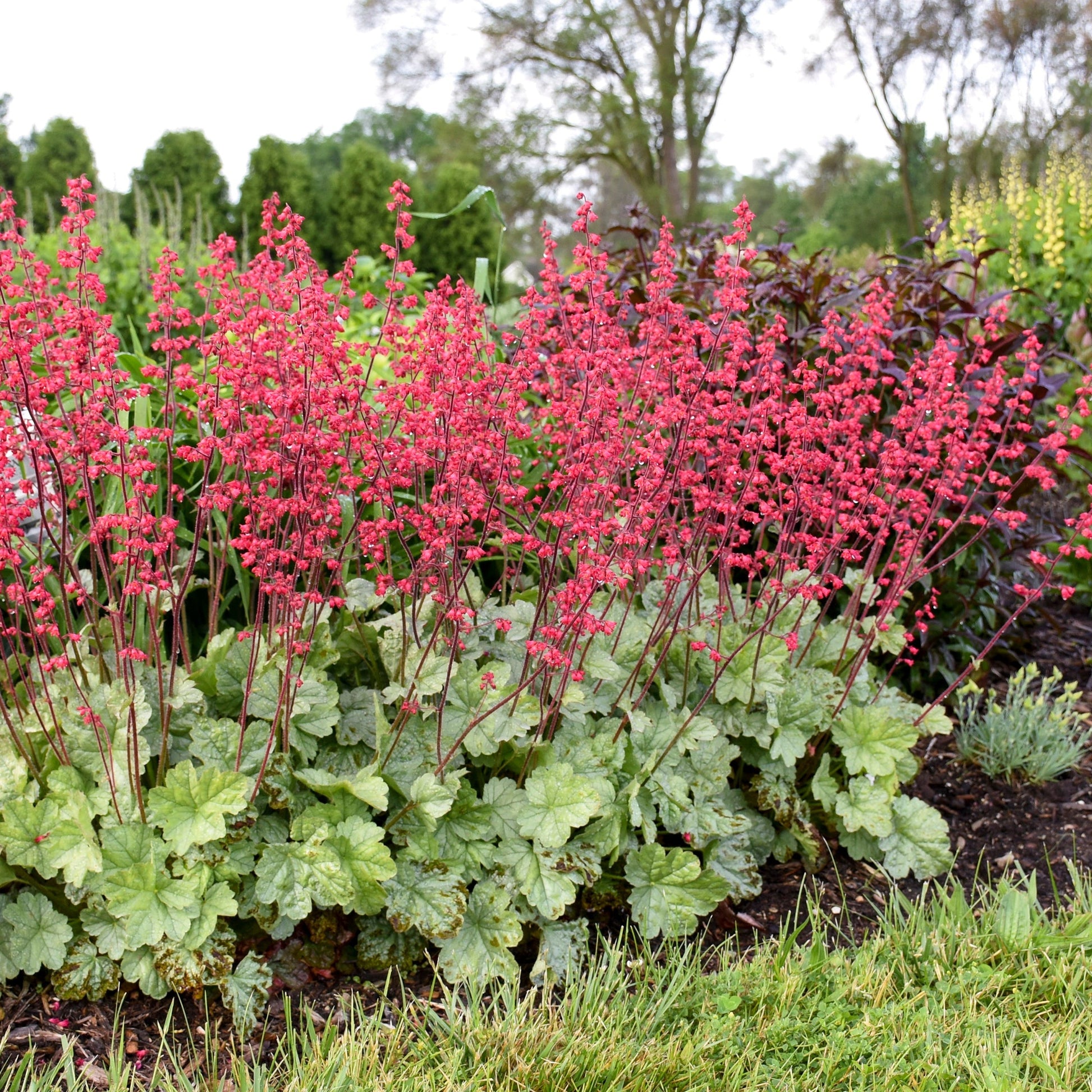 Dolce 'Spearmint' Coral Bells in use.