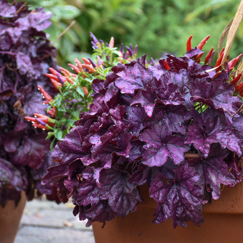 Dolce 'Wildberry' Coral Bells in use.