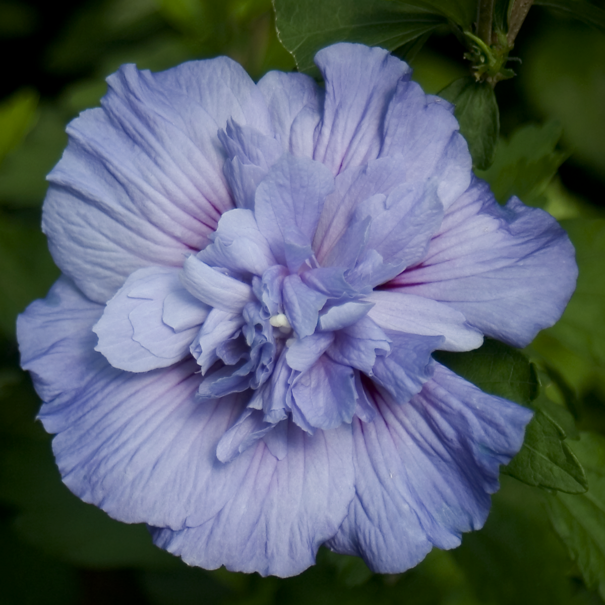 Blue Chiffon Blue Chiffon Rose of Sharon up close.