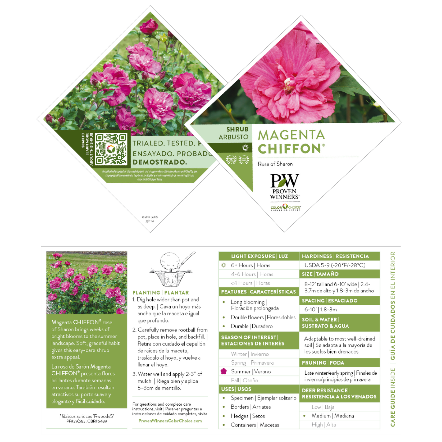 Magenta Chiffon® Rose of Sharon (Hibiscus syriacus)