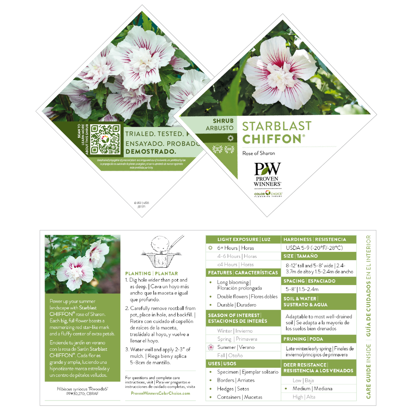 Starblast Chiffon® Rose of Sharon (Hibiscus syriacus)