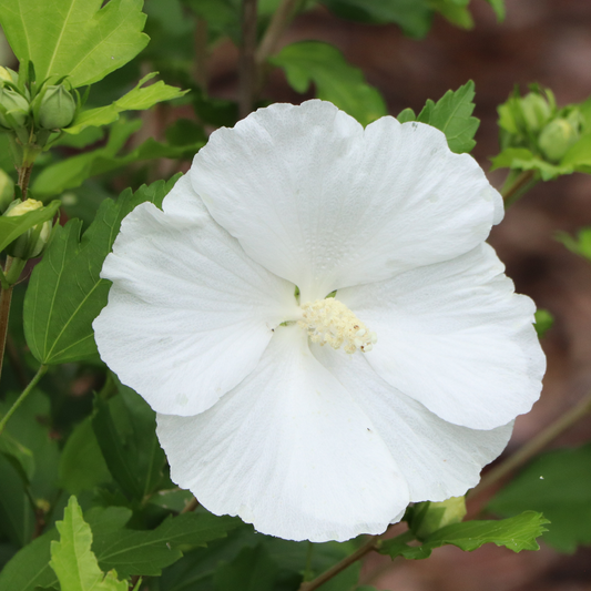 Paraplu Pure White Paraplu Pure White Rose of Sharon up close.