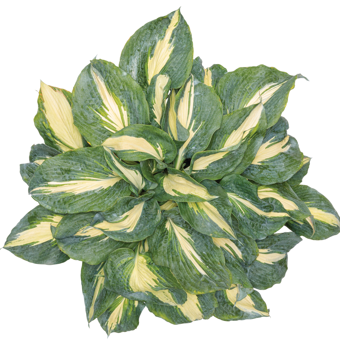Shadowland® 'Hudson Bay' Hosta (Hosta hybrid)