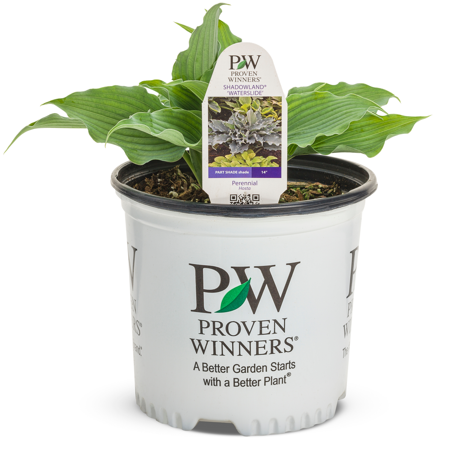 Shadowland® 'Waterslide' Hosta (Hosta hybrid)