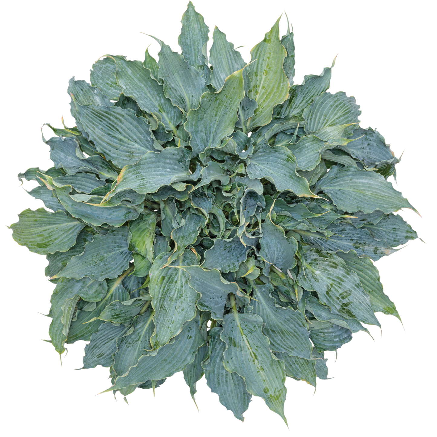 Shadowland® 'Waterslide' Hosta (Hosta hybrid)