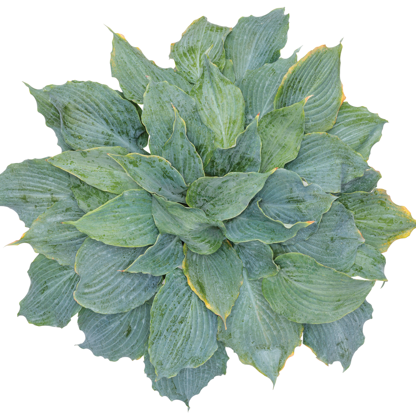 Shadowland® 'Diamond Lake' Hosta (Hosta hybrid)