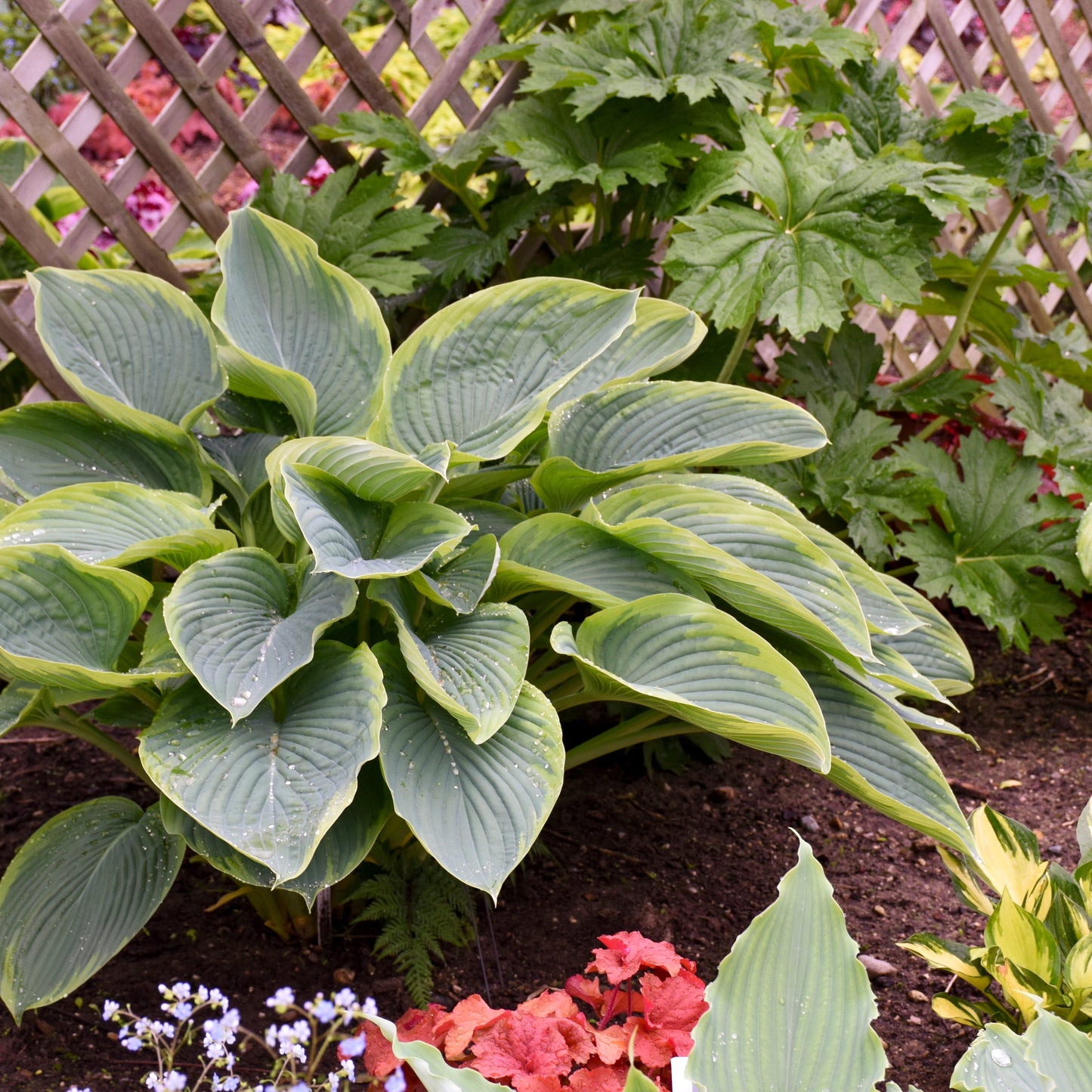 Shadowland 'Wu-La-La' Hosta in use.