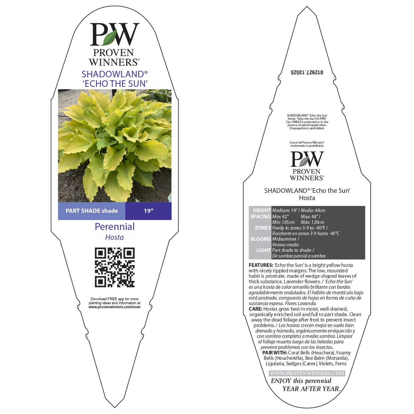 Shadowland® 'Echo the Sun' Hosta