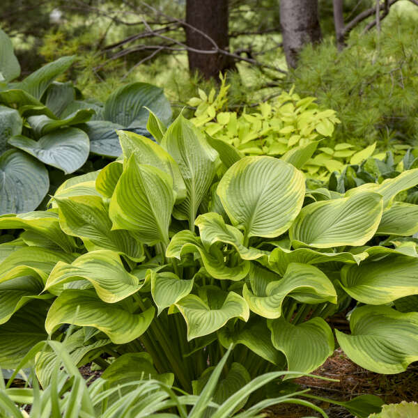 Shadowland® 'Lone Star' (Hosta hybrid) | Proven Winners® New Variety 2025