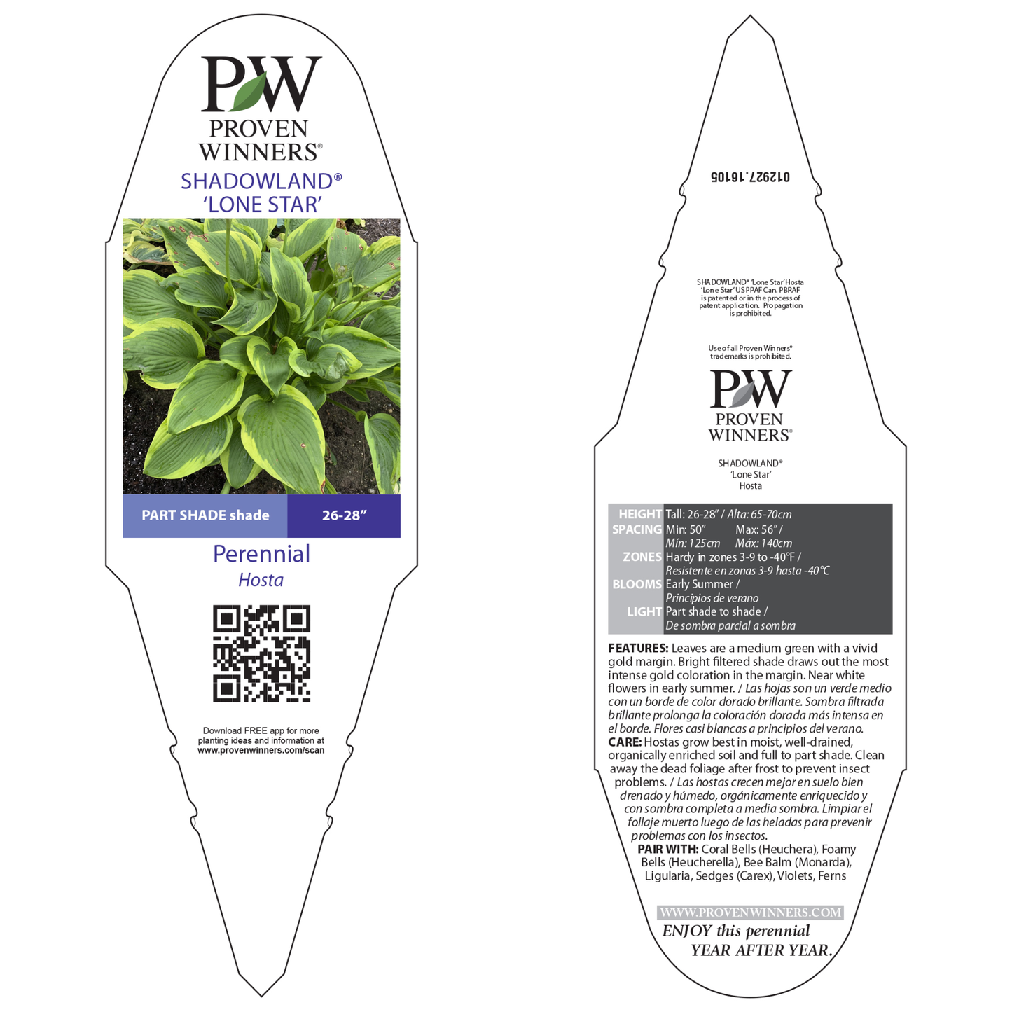 Shadowland® 'Lone Star' (Hosta hybrid)
