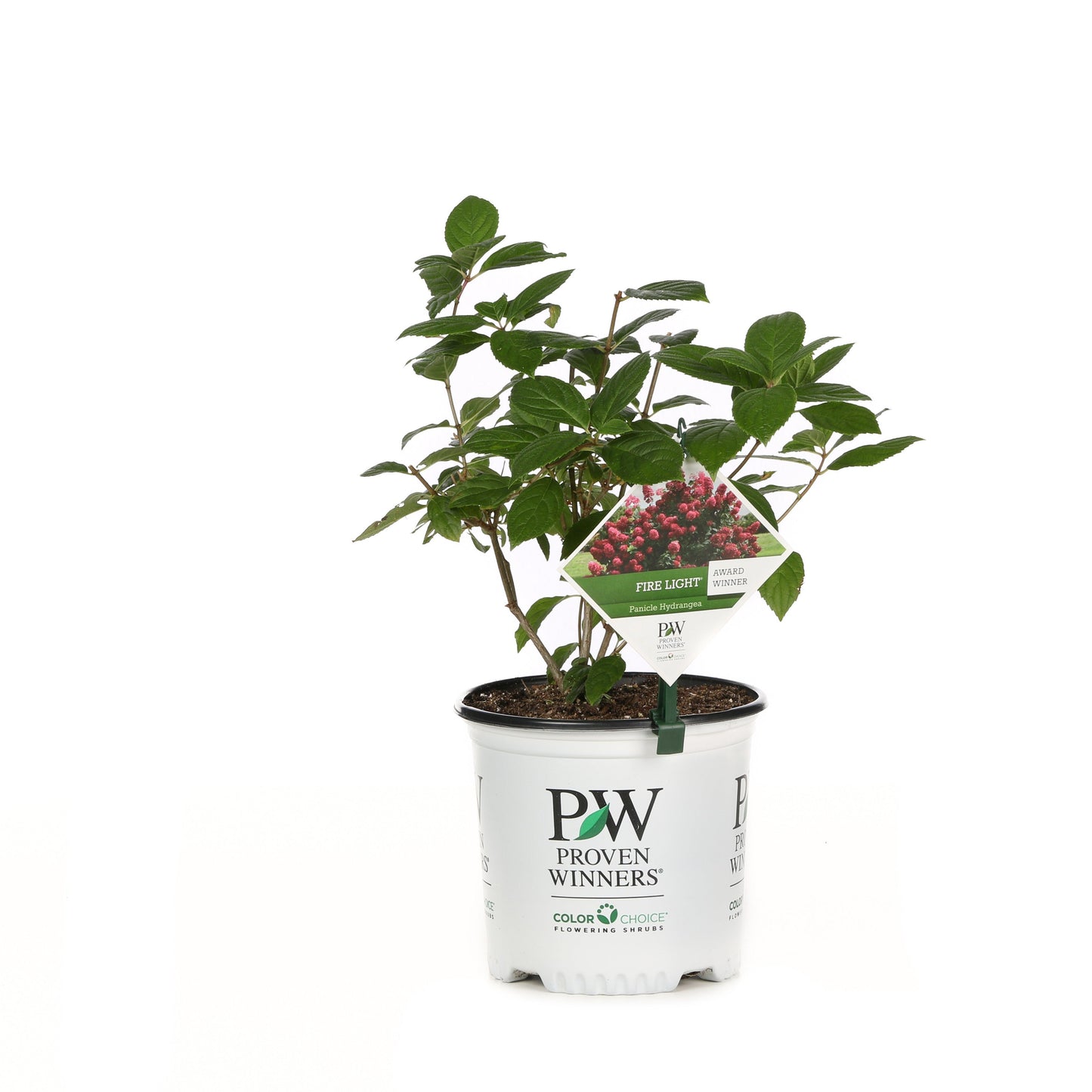 Fire Light Panicle Hydrangea in container.