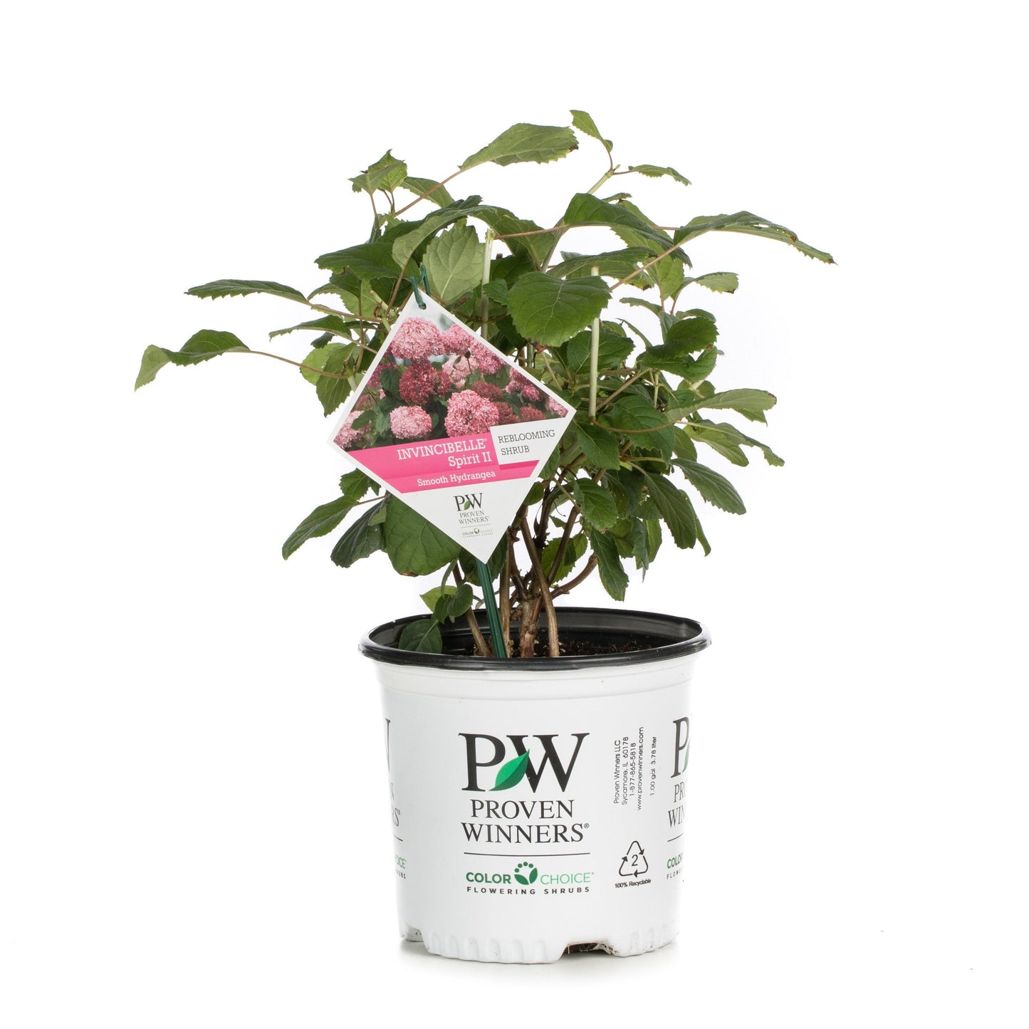 Invincibelle Spirit II Smooth Hydrangea in container.