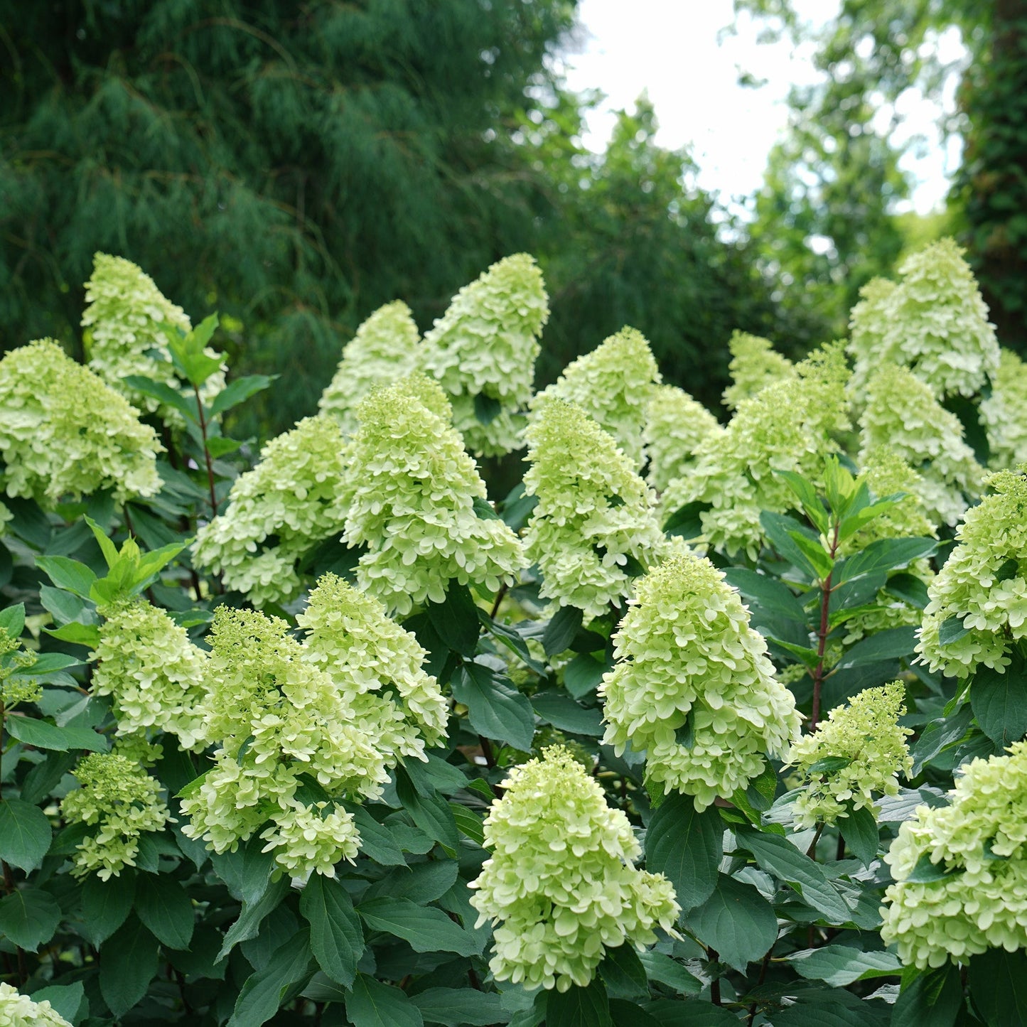 Limelight Prime Panicle Hydrangea up close.