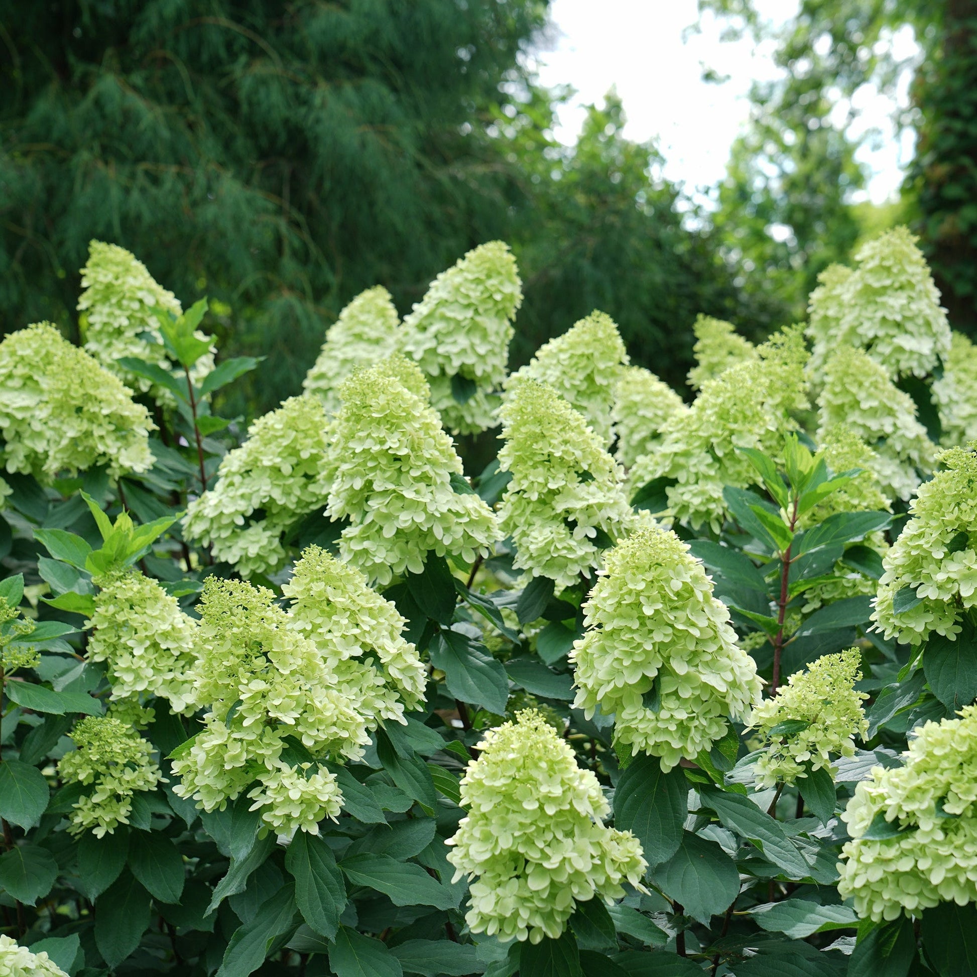 Limelight Prime Panicle Hydrangea up close.