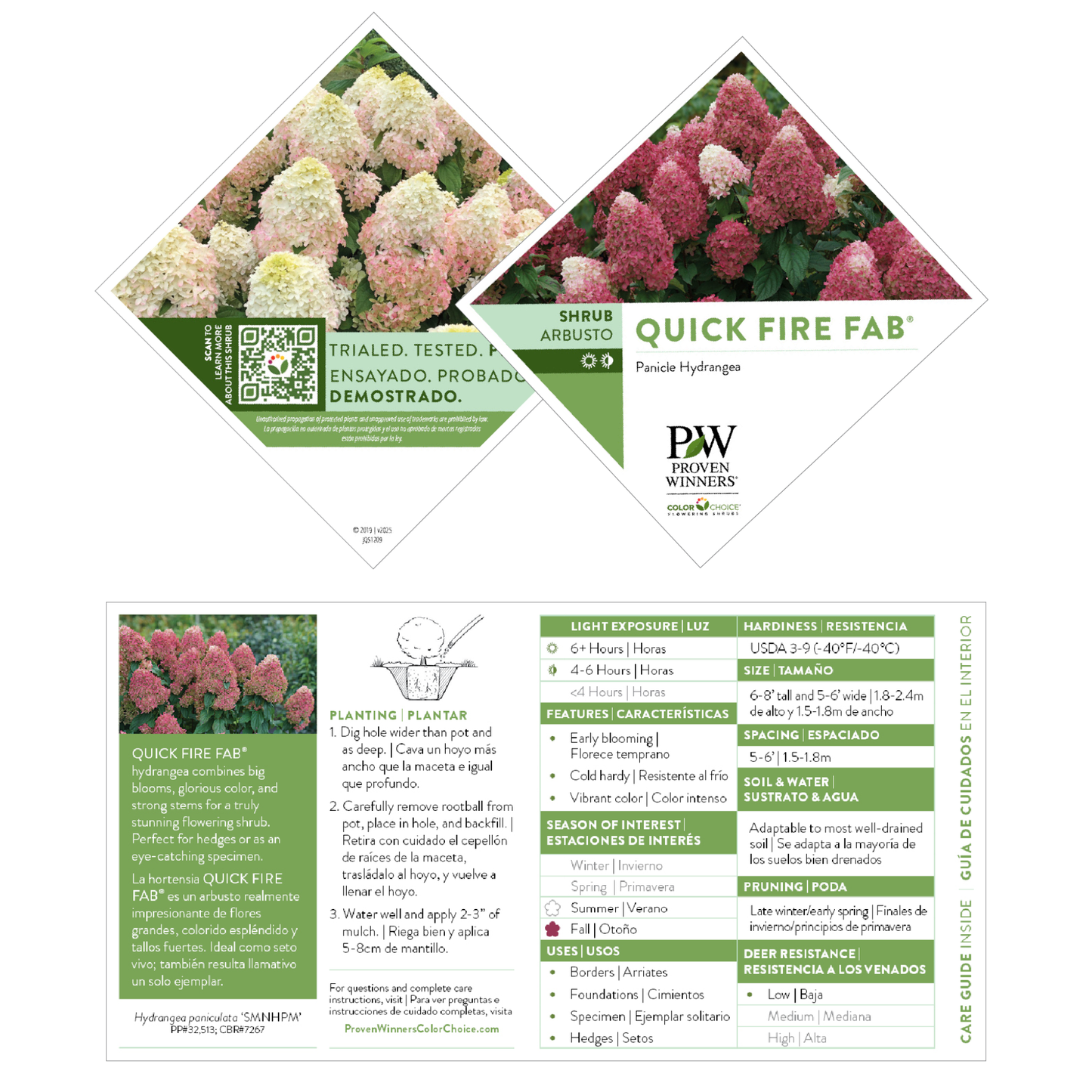Quick Fire Fab® Panicle Hydrangea (paniculata)