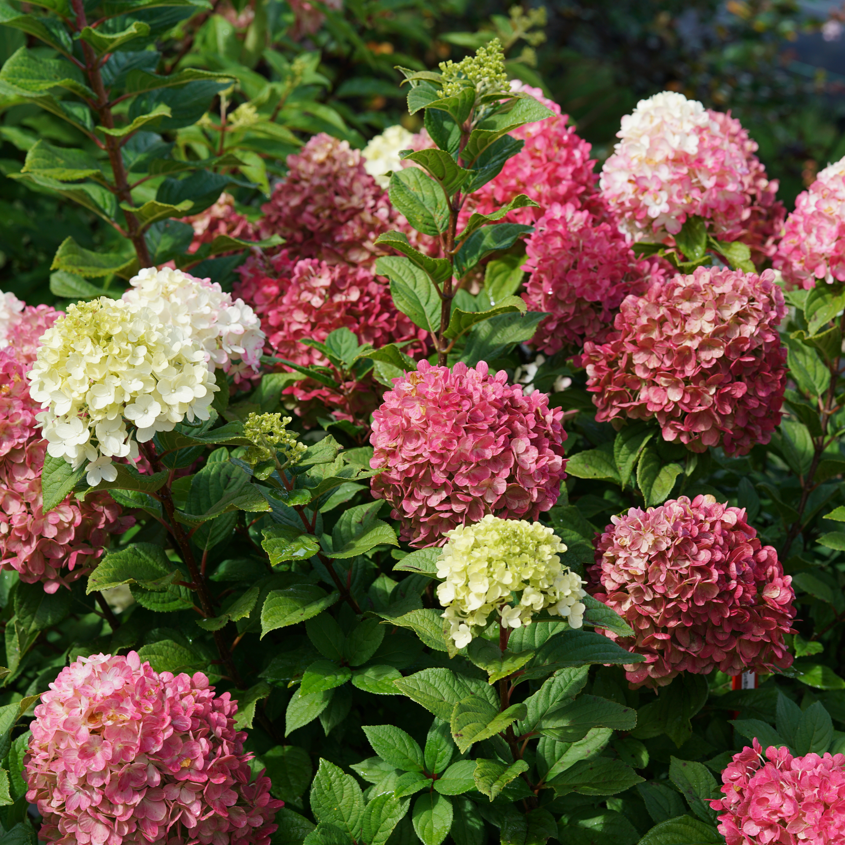 Panicle Hydrangea | Little Lime Punch® | Proven Winners® Shrubs