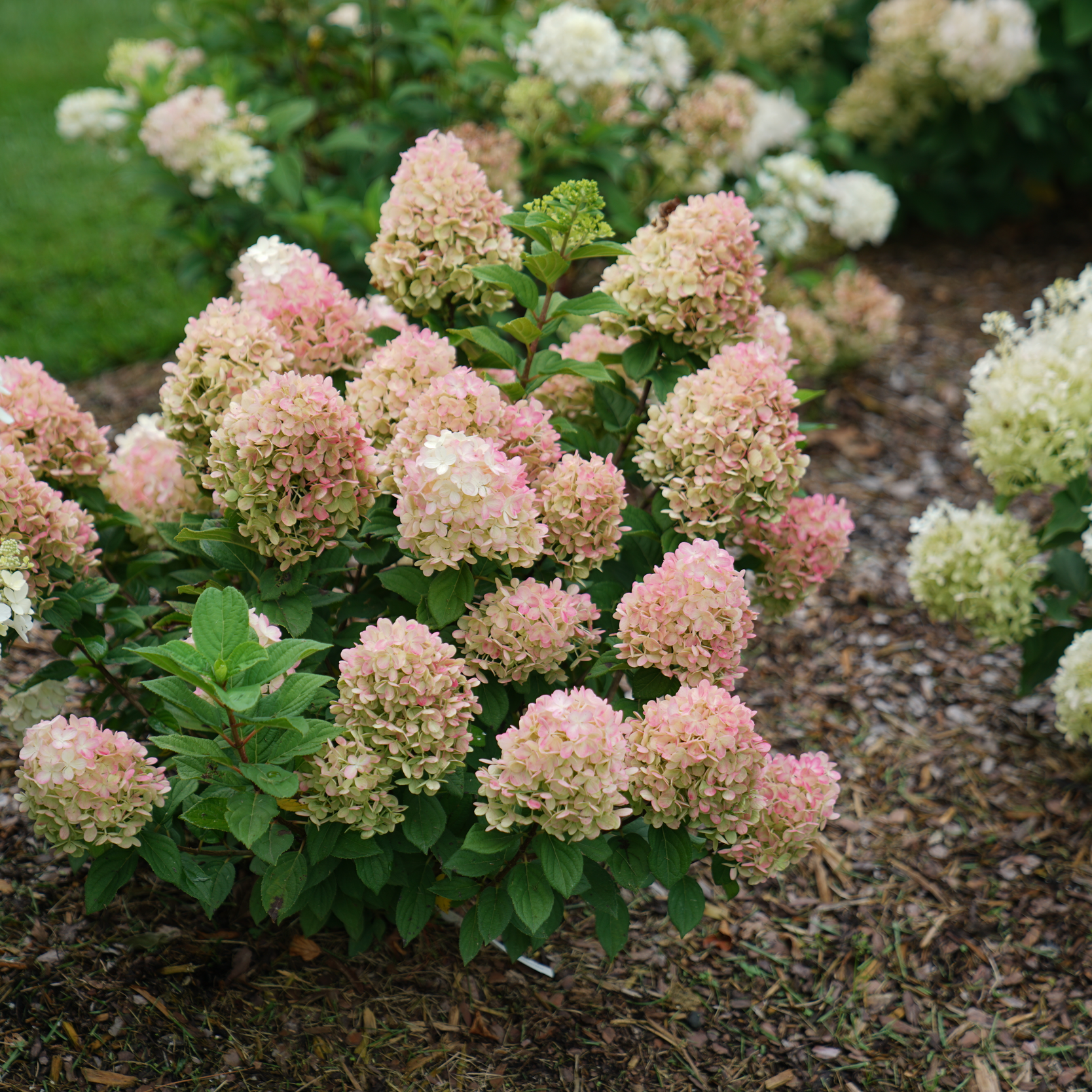 Little Lime Punch Little Lime Punch Panicle Hydrangea in focus.