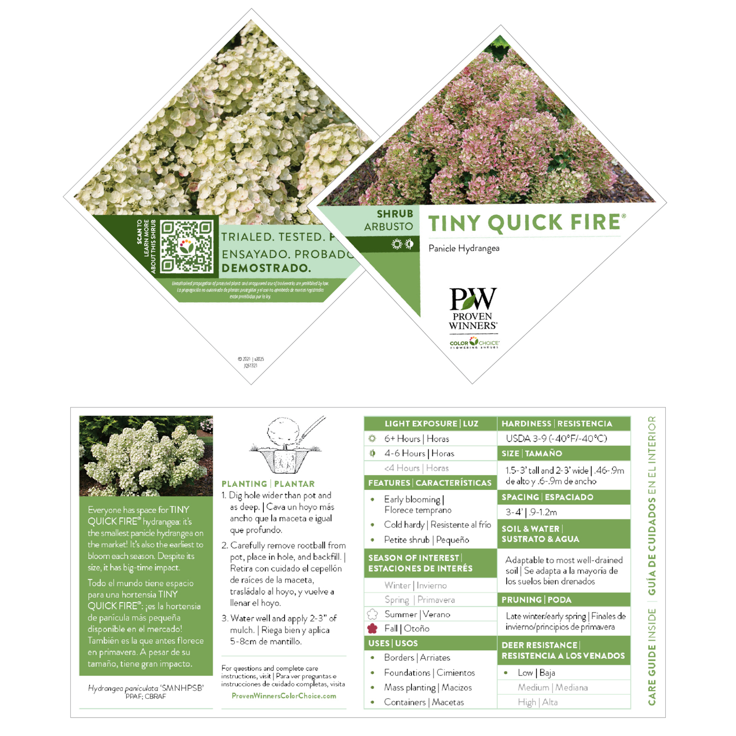 Tiny Quick Fire® Panicle Hydrangea (paniculata)