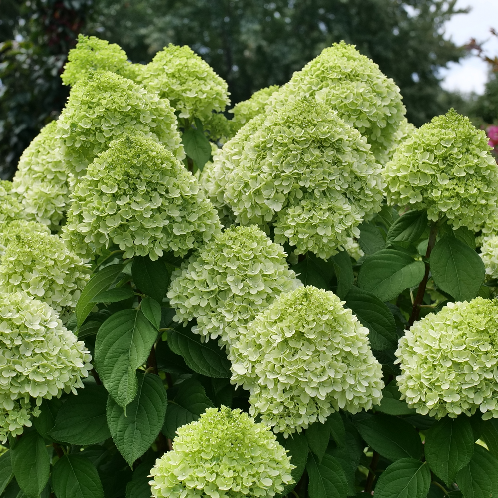 Incrediball Storm Proof Incrediball Storm Proof smooth hydrangea in focus.