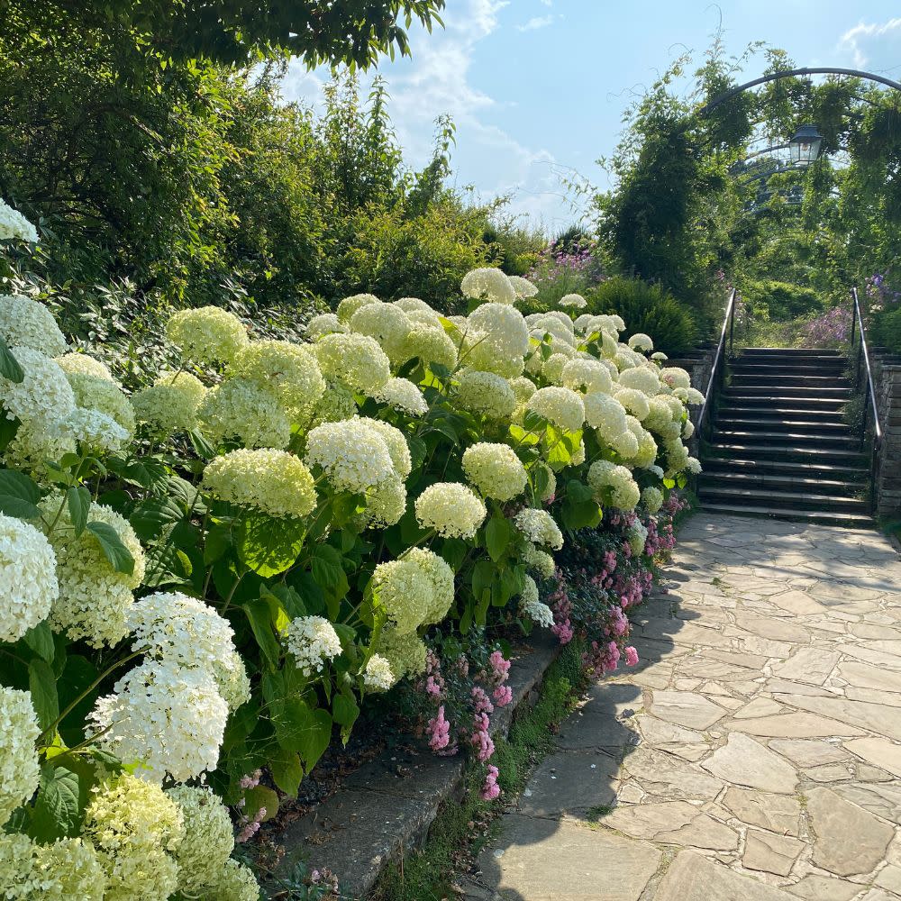 Incrediball Storm Proof™ Smooth Hydrangea (Hydrangea arborescens) | Proven Winners® New Variety 2025