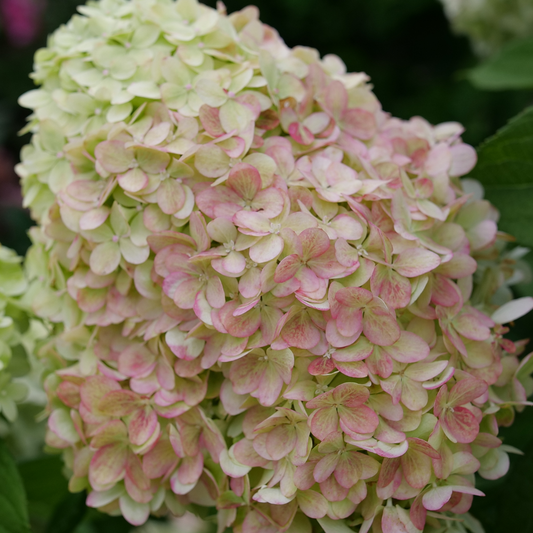 Powerball Powerball panicle hydrangea up close.