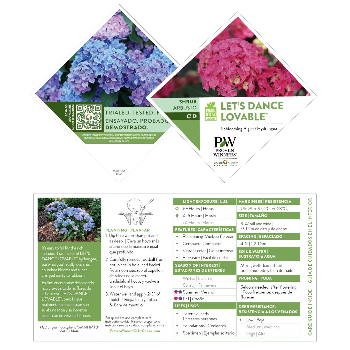 Let's Dance Lovable® Bigleaf Hydrangea (macrophylla)
