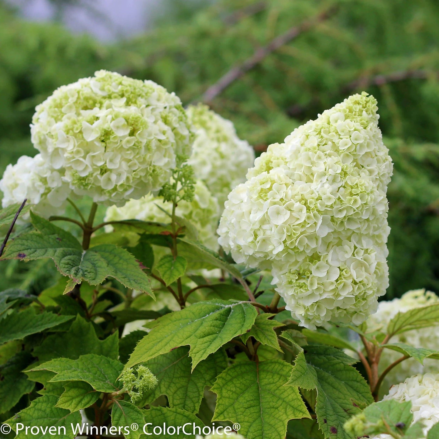 Gatsby Moon Oakleaf Hydrangea in container.