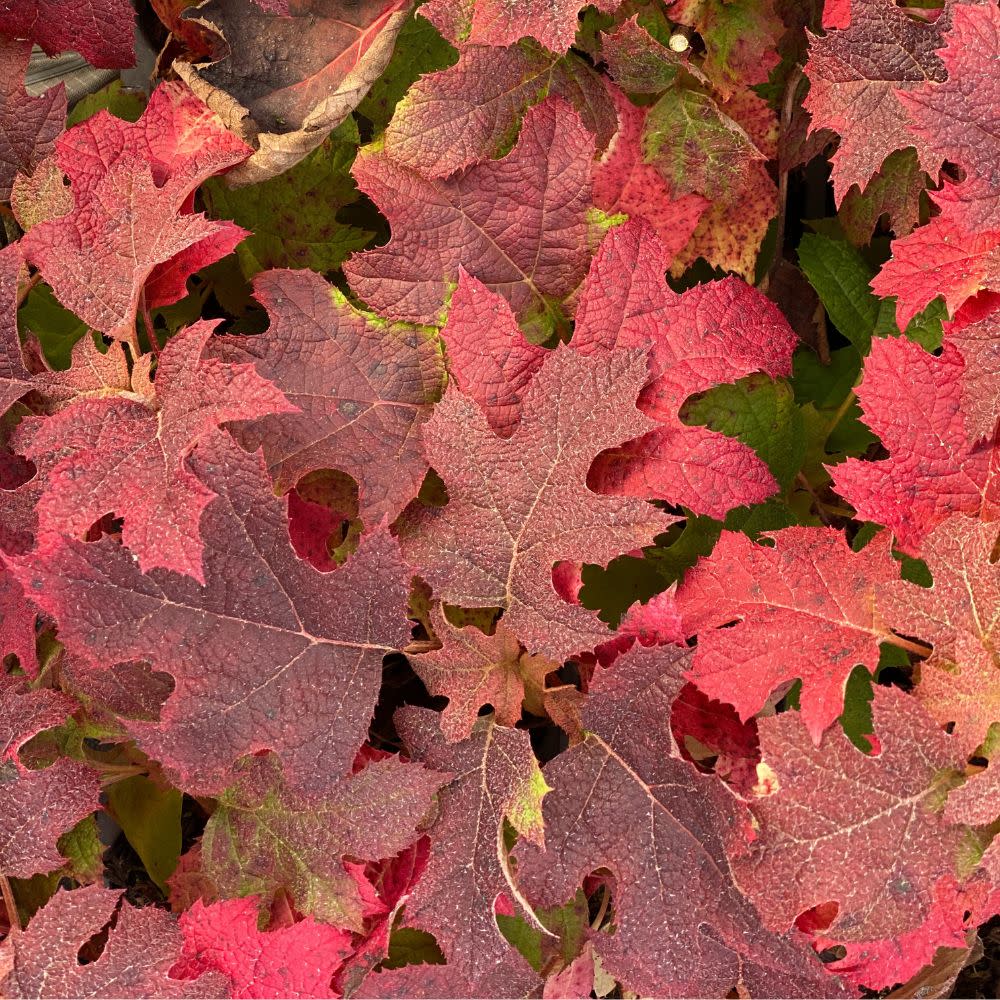 Gatsby Glow Ball™ Oakleaf Hydrangea (Hydrangea quercifolia) | Proven Winners® New Variety 2025