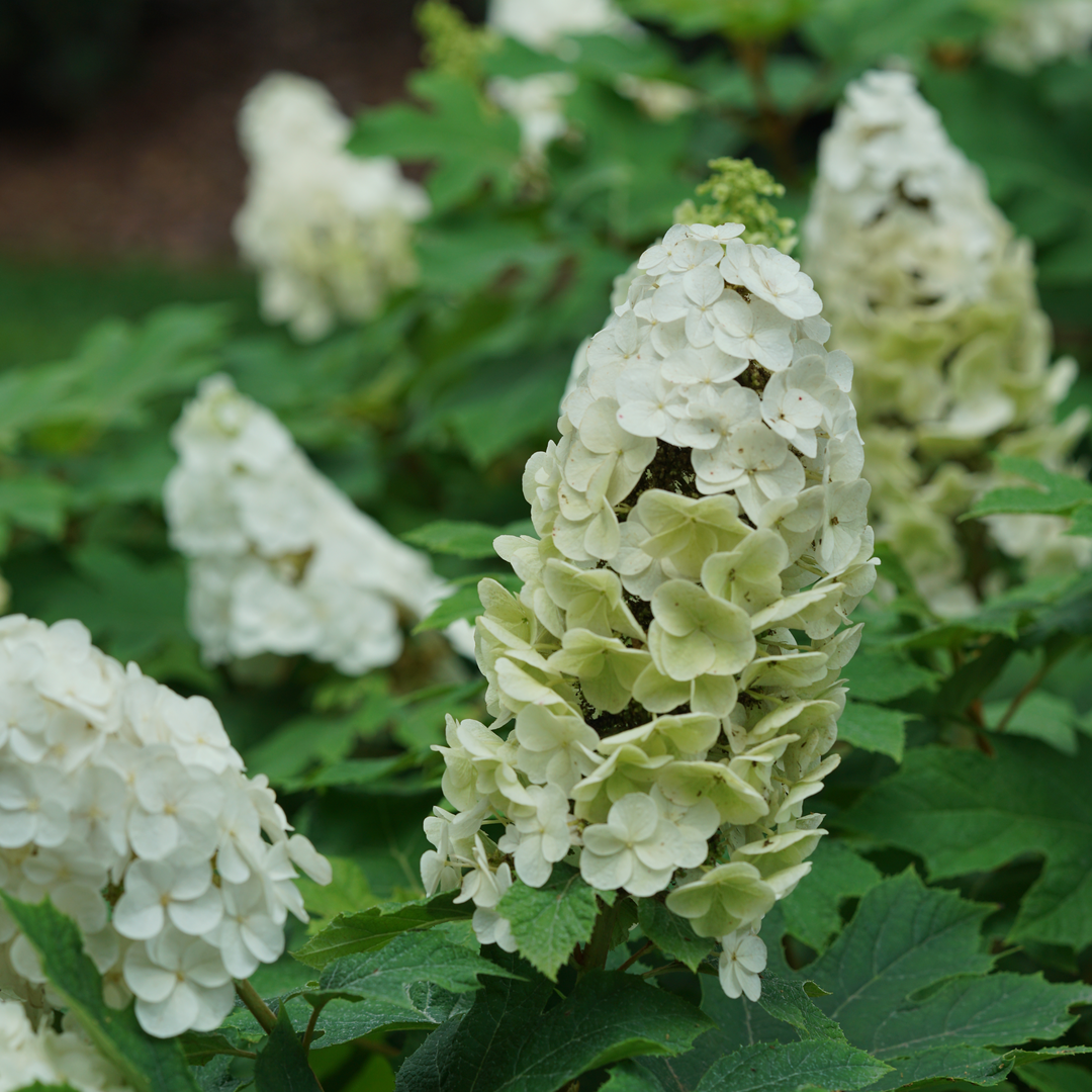 Gatsby Glow Ball Gatsby Glow Ball oakleaf hydrangea in focus.